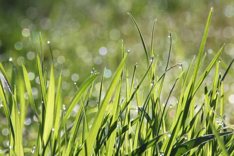 Arrosage de jardin à Cannes (06) : qu’est-ce que l’arrosage par aspersion ?